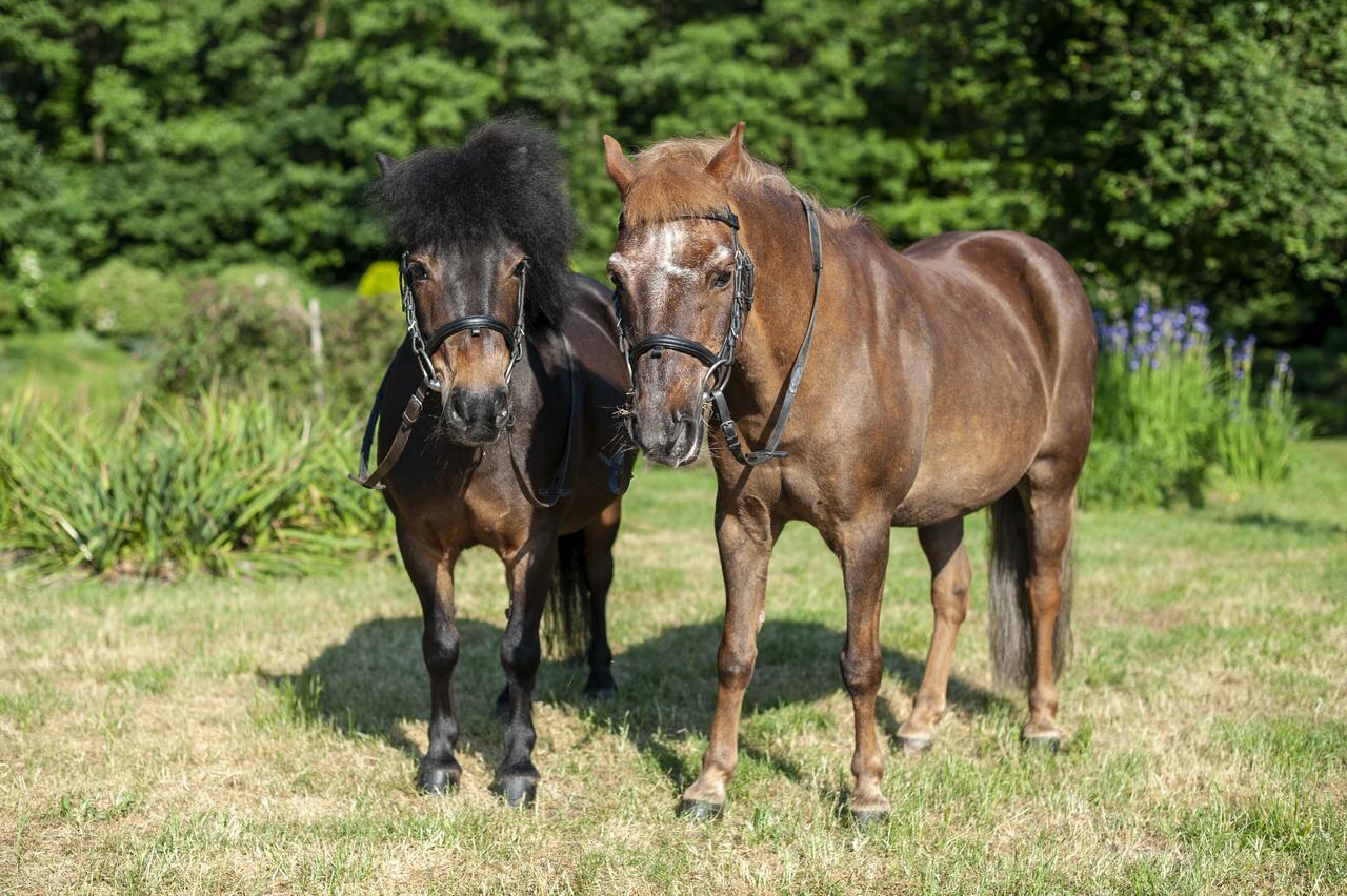 Hubertus Aparthotel & Restaurant & Horse Club Starogard Gdański Eksteriør bilde